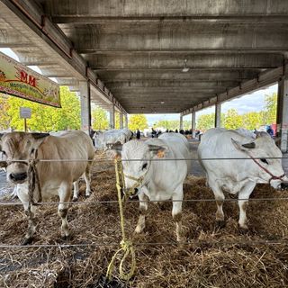 Rassegna Bovina, la sottorazza albese torna protagonista in piazza Prunotto: "Una fiera di biodiversità, cultura e filiera sostenibile"