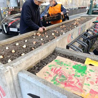 Messer Tulipano porta 3000 bulbi nelle città della Granda: Alba e Cuneo si preparano alla primavera