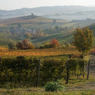 "Autunno Cedro - La Morra - Photo Credits Mario FERRERO"