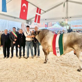 Gin Tonic il campione assoluto della 45esima Mostra Nazionale della Razza Bovina Piemontese di Fossano