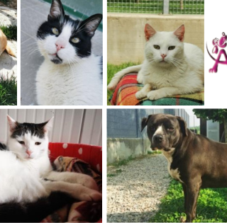 Alba, Natale solidale con l’associazione Amici di Zampa