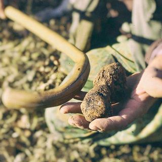 Montemale e il suo oro nero: il tartufo che racconta la Valle Grana