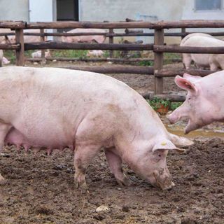 Un allevamento di suini in provincia di Cuneo Un allevamento di suini in provincia di Cuneo