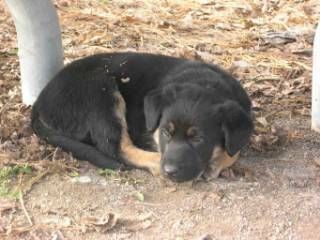 Alba, il Comune avvia la coprogettazione per la gestione del canile