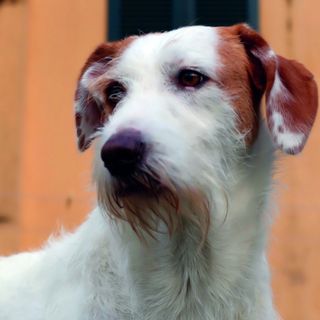 Denuncia dei redditi, Varrone (Cia Cuneo): "Compilazione del modello 730 gratuita per chi adotta un cane o un gatto"