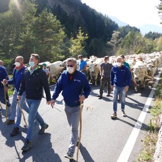 Rappresentanti di Confagricoltura Cuneo, autorità regionali e allevatori guidano la mandria durante una precedente edizione di “Caluma el vache”