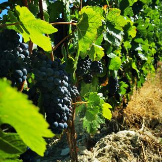 Operazioni di raccolta al via nei vigneti della cantina Mauro Sebaste di frazione Gallo ad Alba