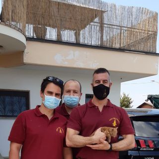 Incastrato nel vano motore, gattino salvato dai Vigili del Fuoco