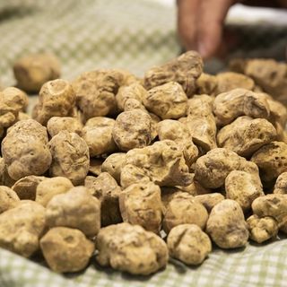 Un 2021 da record per il tartufo in Italia Un 2021 da record per il tartufo in Italia