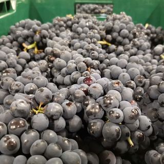Uve di Pinot Nero appena raccolte alla cantina Terre del Barolo
