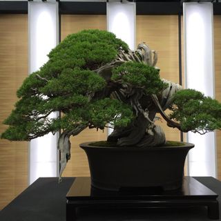 Alessandro Bonardo con il Maestro Masahiko Kimura durante una dimostrazione di bonsai al pubblico