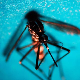 West Nile, 51 nuovi casi in una settimana: salgono a 16 i morti