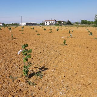 Fondazione Agrion, Bergesio, Lega: “Con il contributo Masaf nuovo slancio ai progetti di Agrion”.