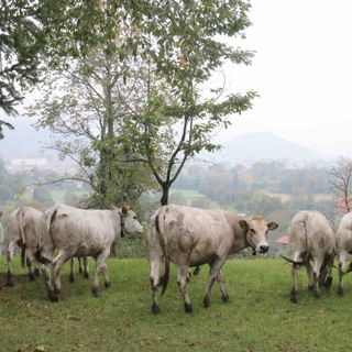 Immagine di repertorio