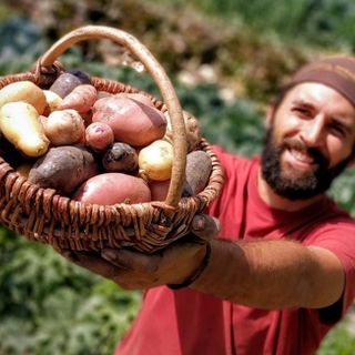 Daniele Landra dell'azienda "Al Chersogno" con un cesto di patate novelle appena raccolte