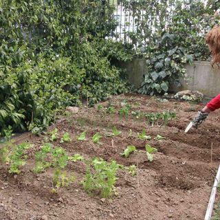 Un piccolo orto a uso famigliare ricavato nell'area verde dell'abitazione