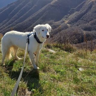 Un appello per Febo, smarrito ieri a Cuneo nella zona del Parco fluviale