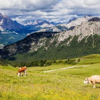 Pontechianale, il Tar dà torto al Comune sulla gara per l’assegnazione dei pascoli Pontechianale, il Tar dà torto al Comune sulla gara per l’assegnazione dei pascoli