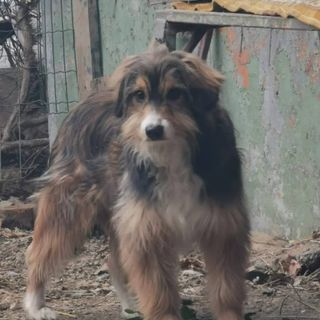 Ancora quattro cani da adottare in una cascina della Val Pesio Ancora quattro cani da adottare in una cascina della Val Pesio