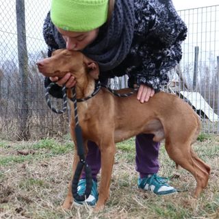 Riportato in canile dopo una settimana, Juke cerca casa. Il Rifugio "La Cuccia" di Cevasca: "Manca il rispetto, verso tutto e tutti, adottate con serietà" Riportato in canile dopo una settimana, Juke cerca casa. Il Rifugio "La Cuccia" di Cevasca: "Manca il rispetto, verso tutto e tutti, adottate con serietà"