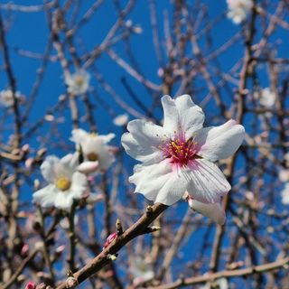 Un mandorlo fiorito in strada Bria a Bra Un mandorlo fiorito in strada Bria a Bra