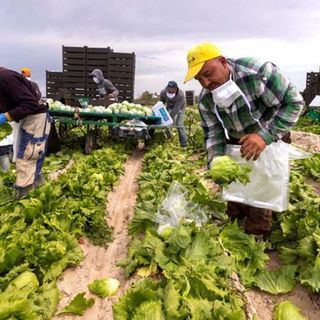 Stagionali dell'agricoltura: dalla Regione ulteriori 1,7 milioni per l'accoglienza nel territorio saluzzese