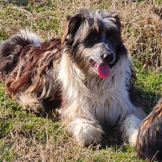 Uno dei tre cani segnalati dall'associazione Ilgattoperte in cerca di sistemazione Uno dei tre cani segnalati dall'associazione Ilgattoperte in cerca di sistemazione