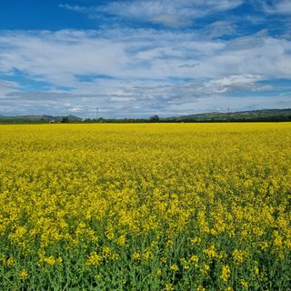 Un campo di colza tra Bra e Cherasco Un campo di colza tra Bra e Cherasco