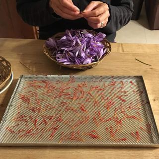 La lavorazione dello zafferano, Salmour