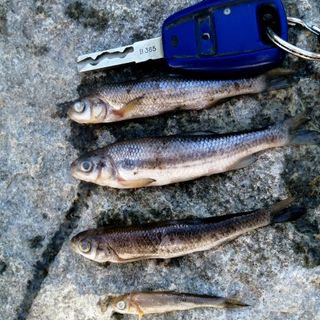 Moria di pesci a Revello? L'Associazione Pescatori replica: "Nella pozza incriminata non c'è neppure una trota"