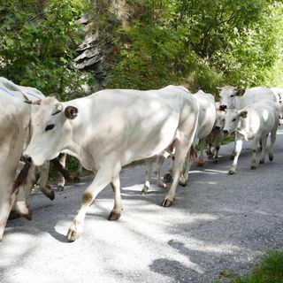 Torna “Caluma el vache”, a Limone Piemonte si celebra la discesa delle mandrie dagli alpeggi Torna “Caluma el vache”, a Limone Piemonte si celebra la discesa delle mandrie dagli alpeggi