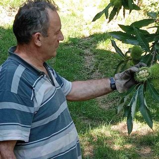 Marco Bellone, castanicoltore e vicepresidente provinciale di Cia Agricoltori italiani di Cuneo, nel castagneto Marco Bellone, castanicoltore e vicepresidente provinciale di Cia Agricoltori italiani di Cuneo, nel castagneto