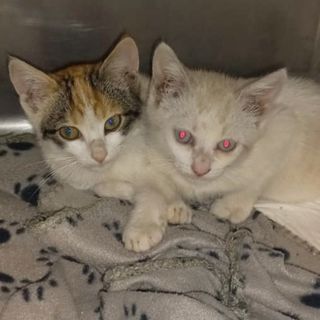 I due gattini fratelli, recuperati dai Vigili del Fuoco del Distaccamento di Saluzzo