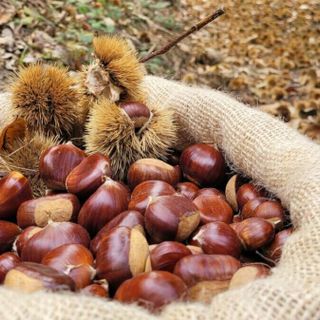 Castagne, Coldiretti Cuneo: "Riconosciute come superfood"