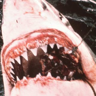 Saluzzo, ricominciano i "Lunedì Cinema": ad aprire è "Lo squalo" di Spielberg