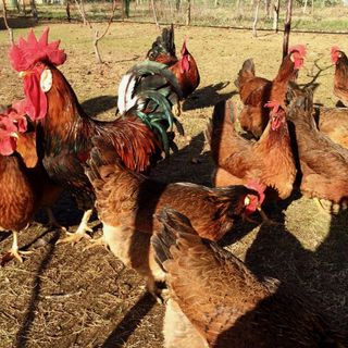 Torna la Fiera del Cappone: Morozzo celebra la suo re dalla cresta d’oro