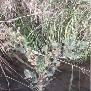 Giovane esemplare di farnia – Quercus robur L. subsp. robur