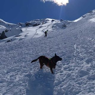 Neve abbondante sulle Alpi liguri e marittime: unità cinofila da valanga operativa già da domani a Levaldigi