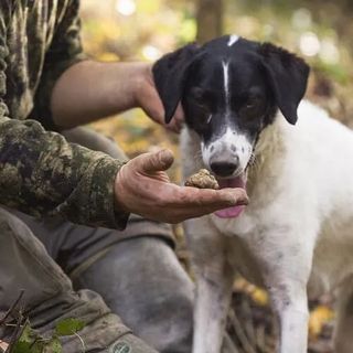 (foto: archivio centro studi tartufo)