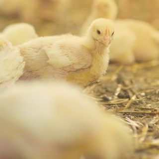 Filiera avicola, Coldiretti Cuneo: "Necessarie regole chiare per difendere la competitività"