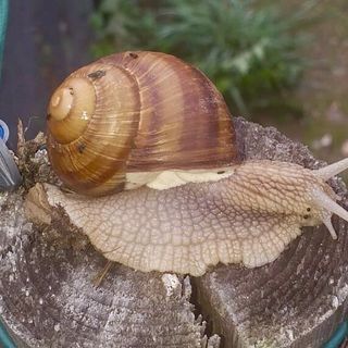 Si fa presto a dire “Lumaca di Borgo”: un giovane alle prese con una sfida complessa