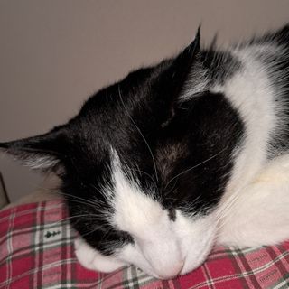 Un aperitivo per aiutare gli animali randagi: l'iniziativa solidale di Vicoforte