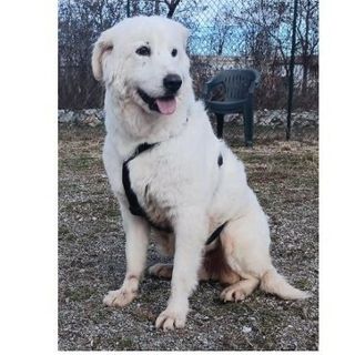 Cagnolona di nome Pesca smarrita a Cuneo: scappata da Borgo Gesso