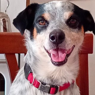 Jago è scappato da più di due mesi: la sua padrona di Bene Vagienna continua a cercarlo Jago è scappato da più di due mesi: la sua padrona di Bene Vagienna continua a cercarlo