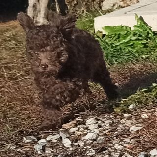 Ritrovata Kimi, la cagnolina che era stata rubata dalla sua casa a Mombasiglio