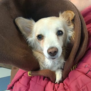 Luna, 13 anni di amore nonostante i problemi: la piccola cerca casa