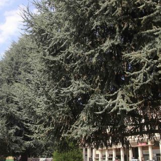 I cedri di Piazza Europa, immagine di repertorio