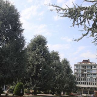 I cedri di Piazza Europa, immagine di repertorio