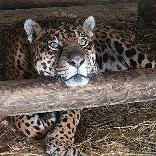 Murazzano festeggia Regina, giaguaro che oggi compie 24 anni Murazzano festeggia Regina, giaguaro che oggi compie 24 anni