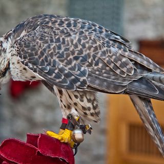 Domenica 22 giugno nel prato del Giardina, spazio alla falconeria con un mini corso per bambini, dimostrazioni di volo e incontro con i rapaci